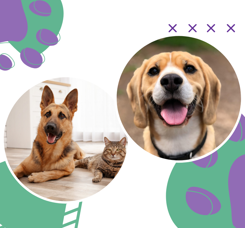 Vet Near Me Bethany, OK 73008 Council Veterinary Hospital