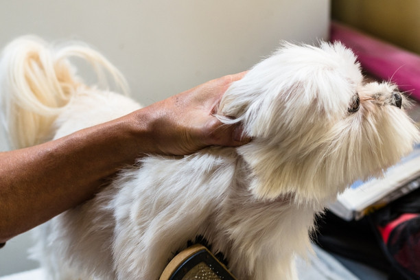 grooming a person grooming a white dog