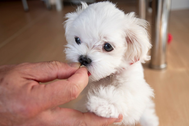 puppy wellness a person feeding a small white puppy
