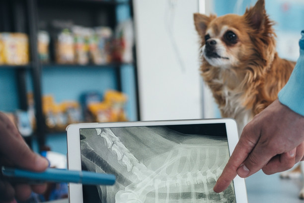 a vet observes an X-ray of dog