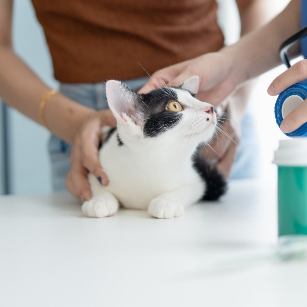 urgent care img a veterinarian examines a cat