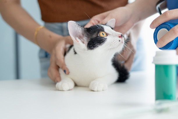 urgent care a veterinarian examines a cat