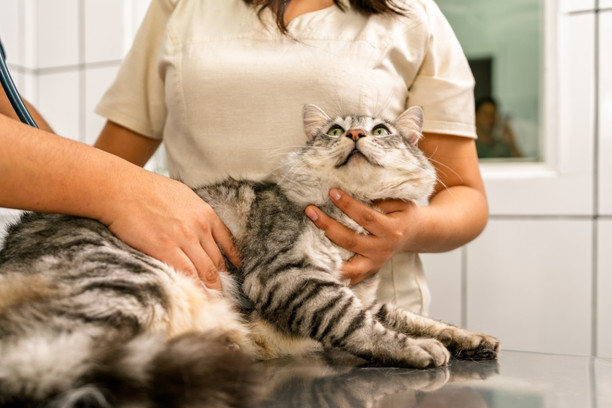 wellness a woman holds a cat during a veterinary examination
