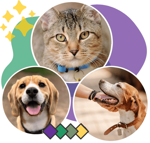 two dog and a cat